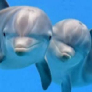 Meet your Posher, Blake